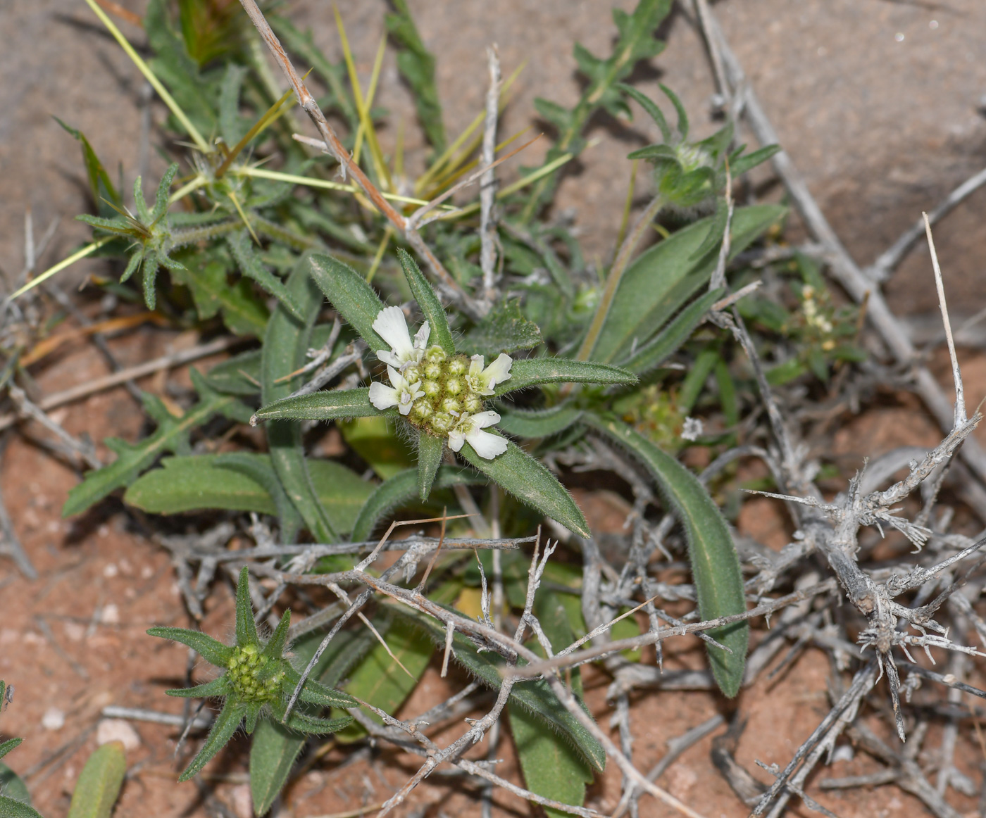 Изображение особи Sixalix eremophila.