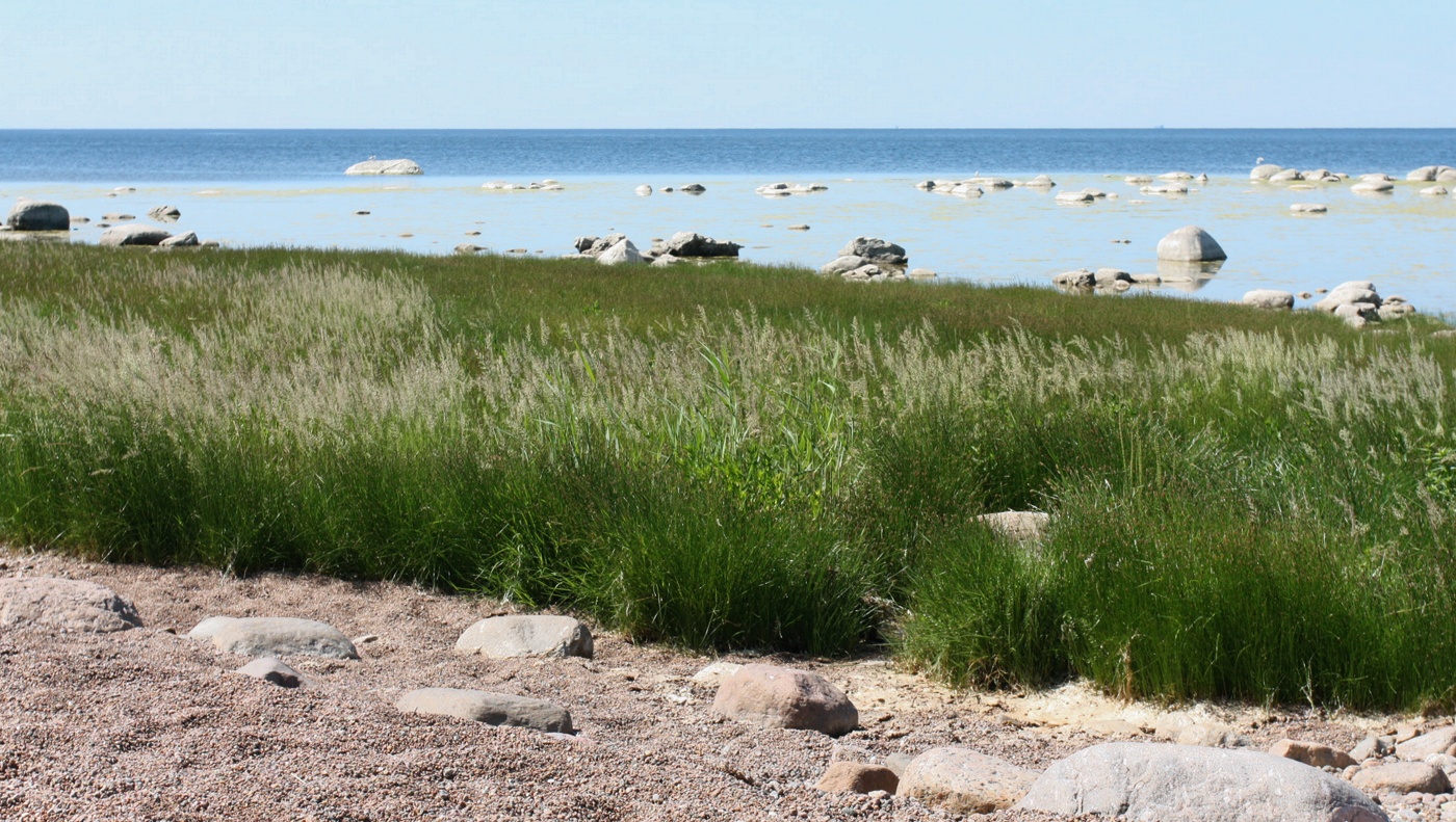 Image of Calamagrostis groenlandica specimen.