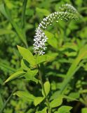 Lysimachia &times; volkovae