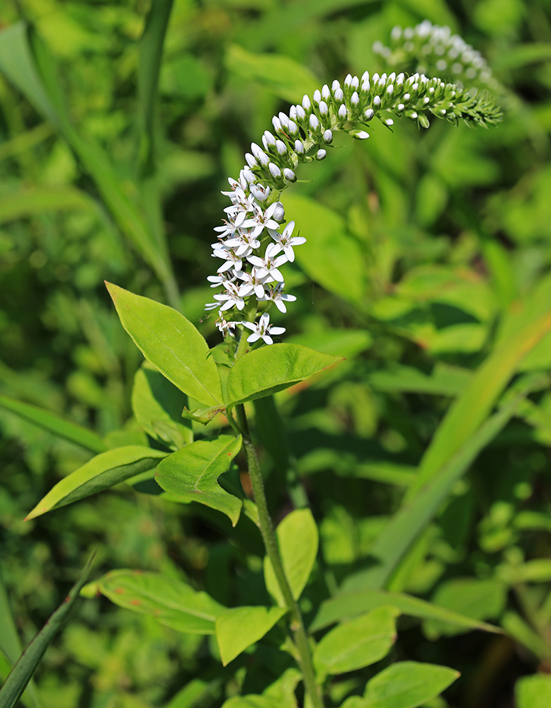 Image of Lysimachia &times; volkovae specimen.