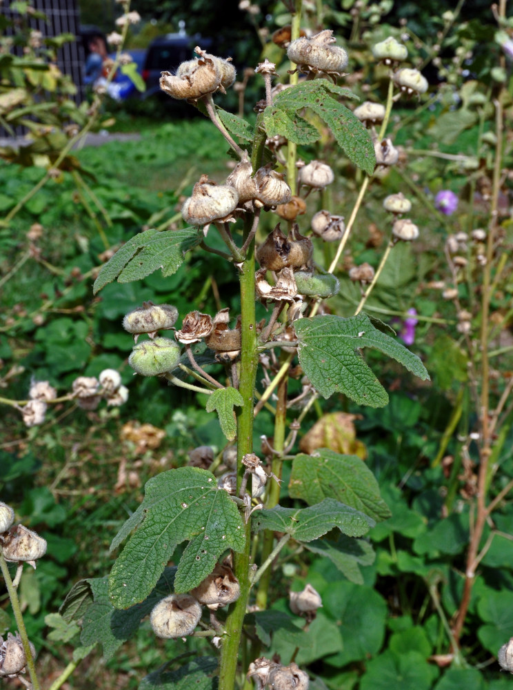 Image of Alcea rosea specimen.