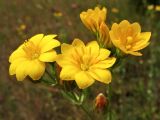 Blackstonia perfoliata