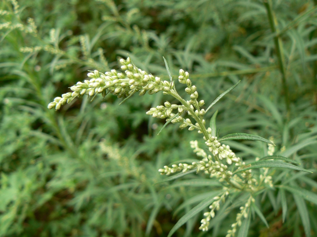 Изображение особи Artemisia vulgaris.