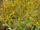 Senecio schwetzowii