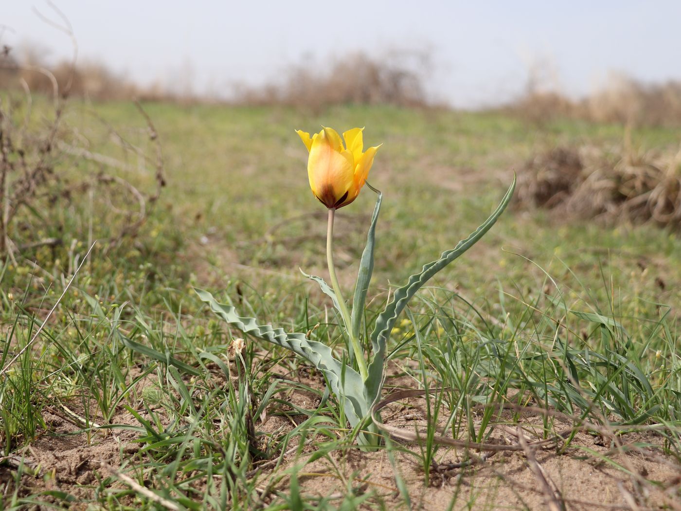 Изображение особи Tulipa borszczowii.