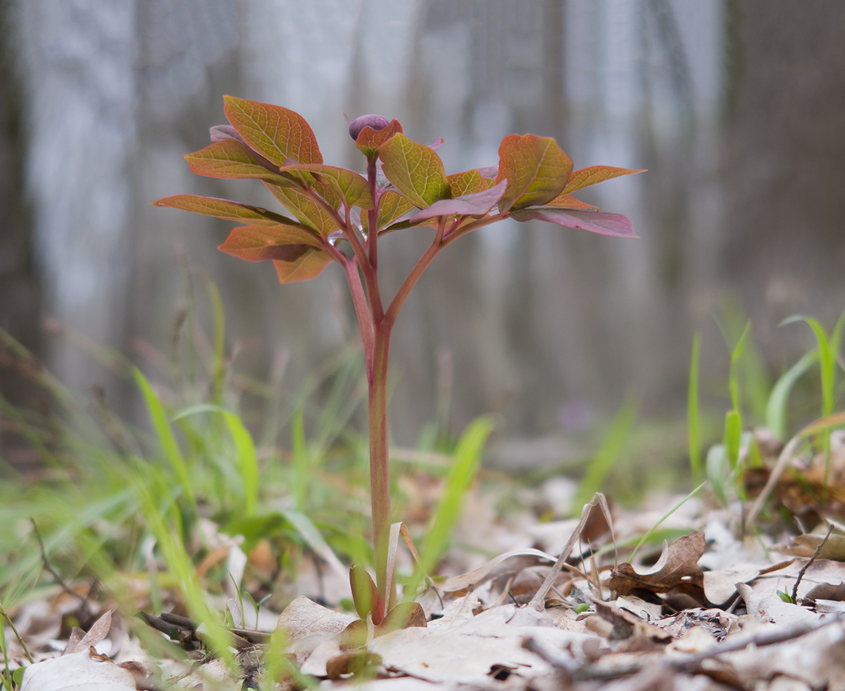 Image of Paeonia caucasica specimen.