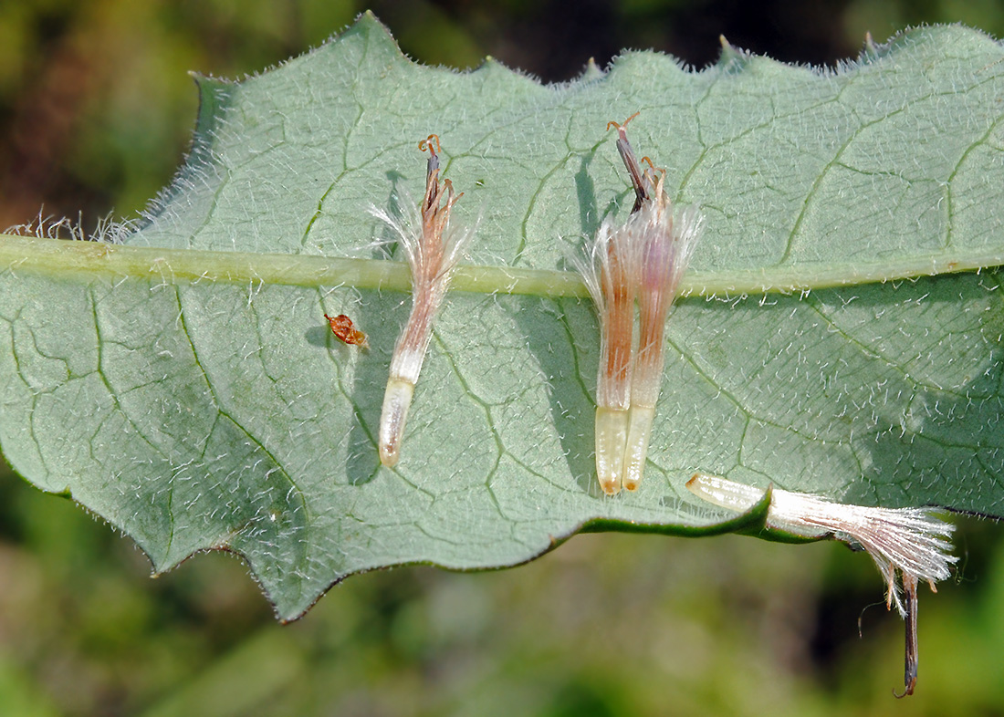 Image of Saussurea parviflora specimen.