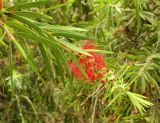 род Callistemon