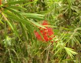genus Callistemon. Побег с соцветием. Испания, Андалусия, провинция Малага, г. Бенальмадена, парк La Paloma. Август 2015 г.