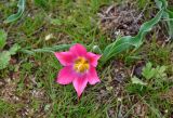 Tulipa suaveolens