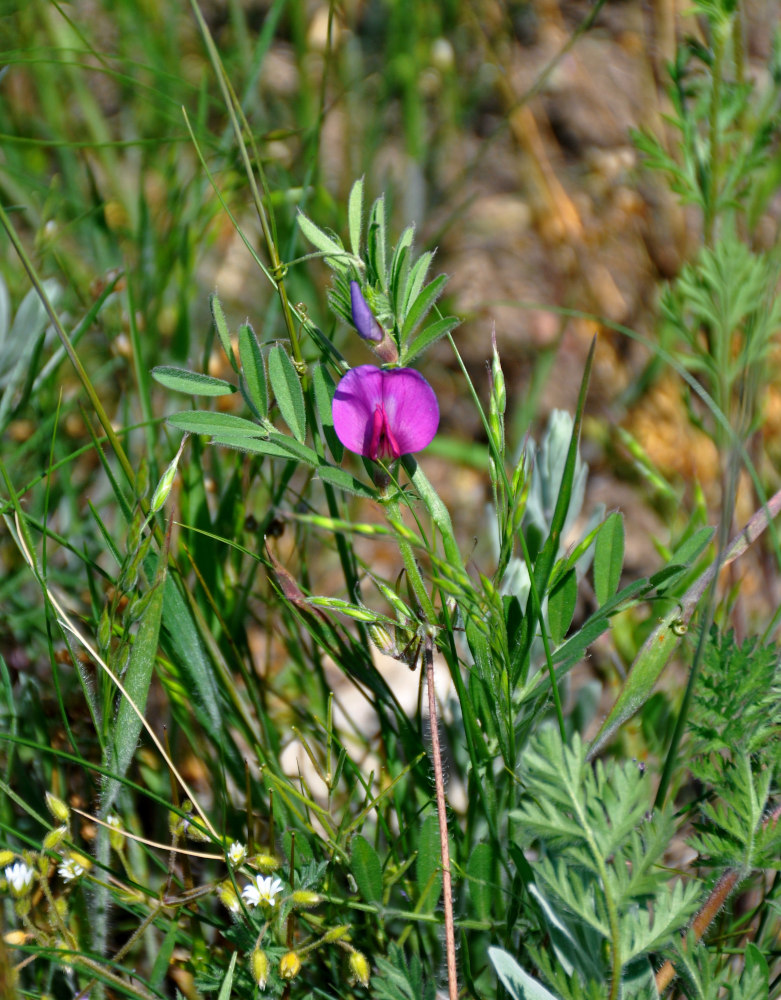 Изображение особи Vicia angustifolia.