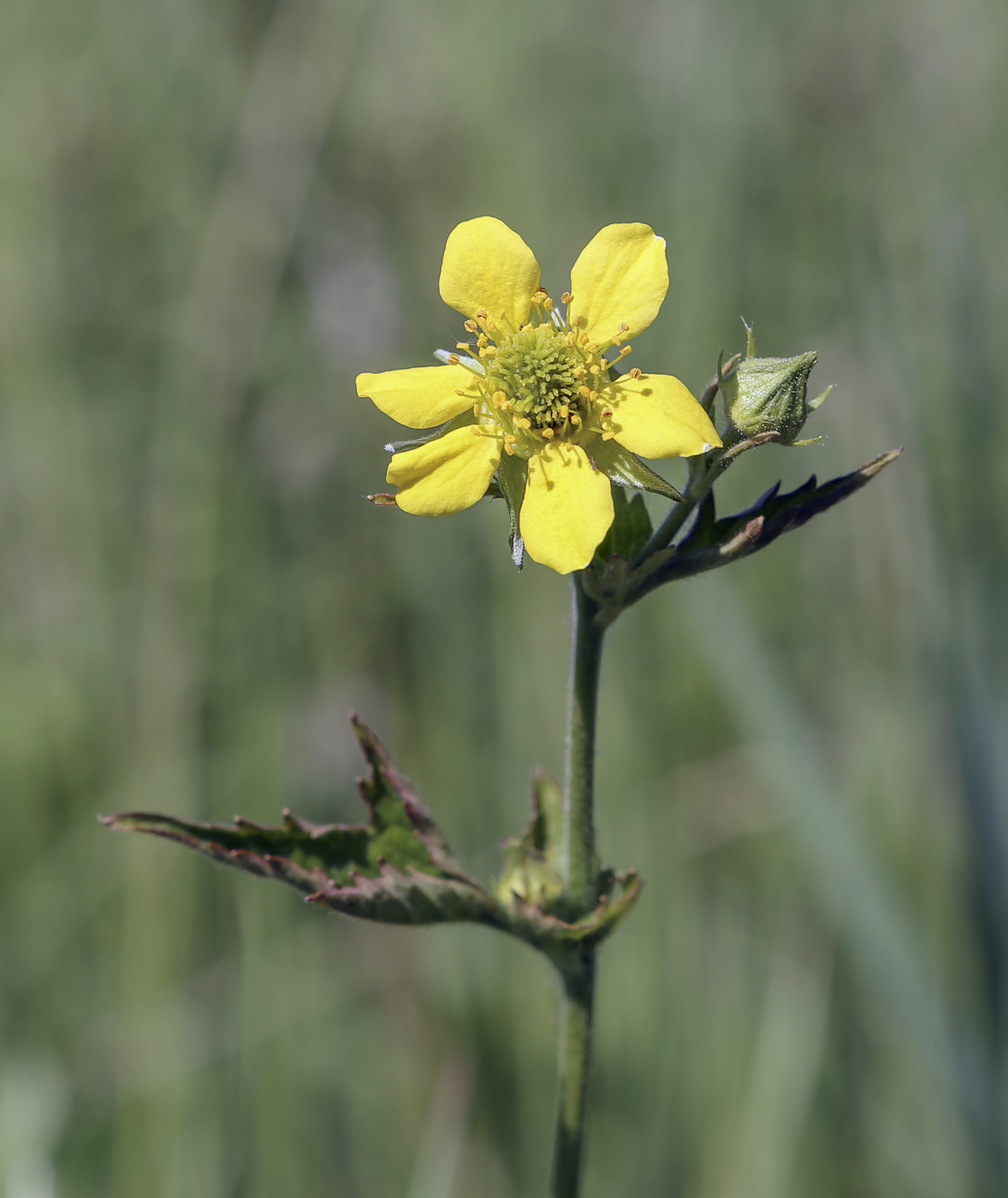 Изображение особи Geum urbanum.