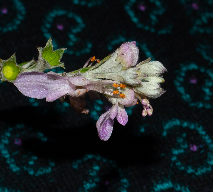 Image of Teucrium creticum specimen.