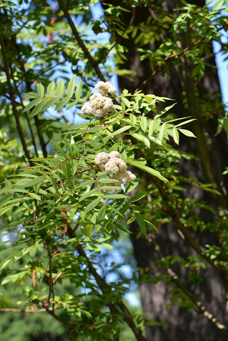 Image of Sorbus commixta specimen.