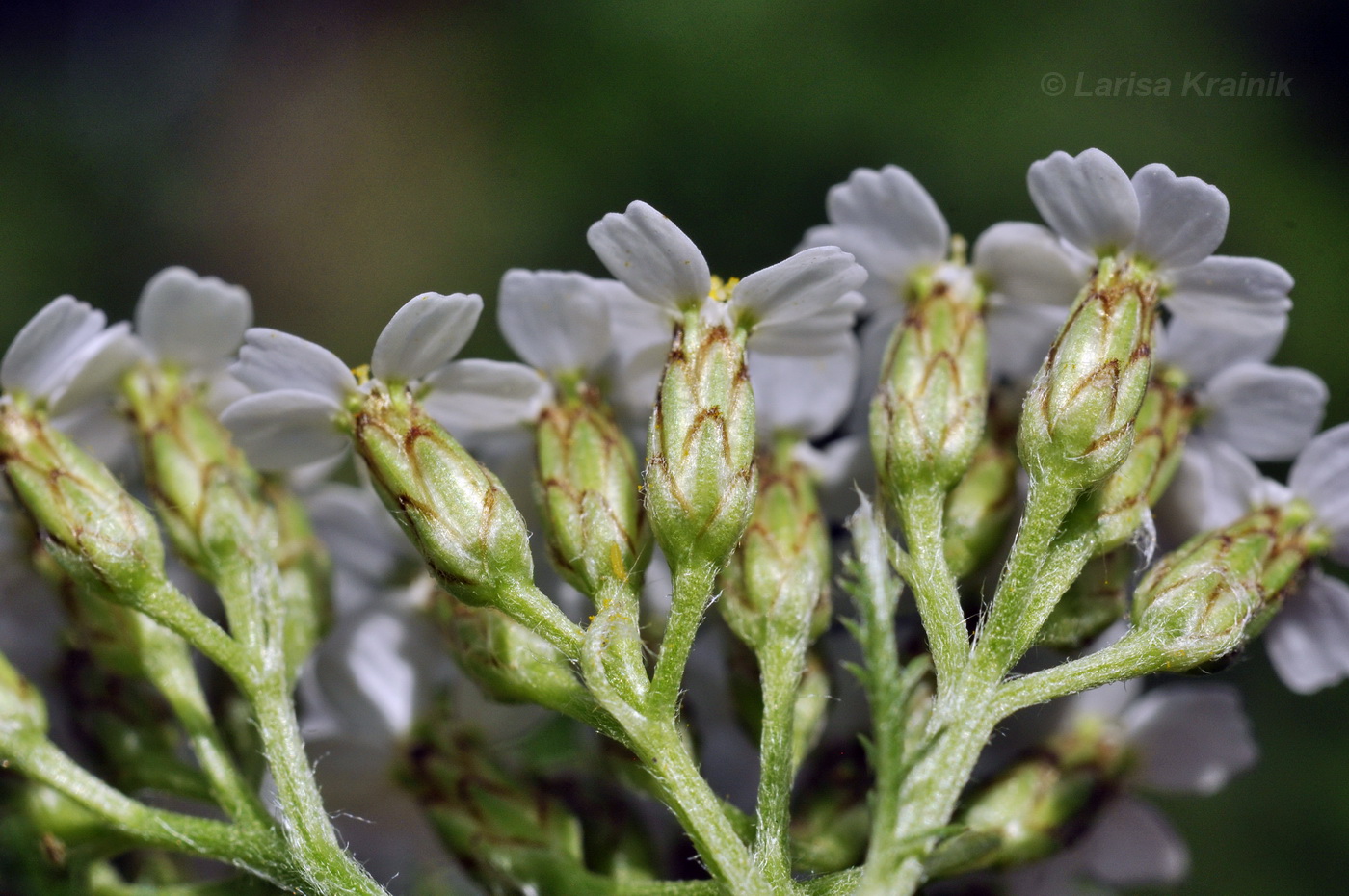 Image of Achillea nigrescens specimen.