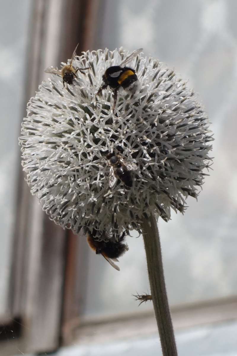 Изображение особи Echinops sphaerocephalus.