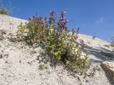Teucrium chamaedrys. Цветущее растение. Краснодарский край, Крымский р-н, окр. станицы Неберджаевская, ур. Темрючки, дно заброшенного карьера, на отвале грунта. 02.07.2021.