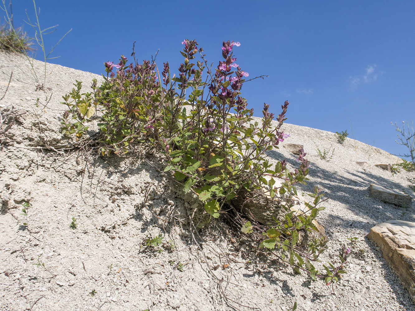 Изображение особи Teucrium chamaedrys.