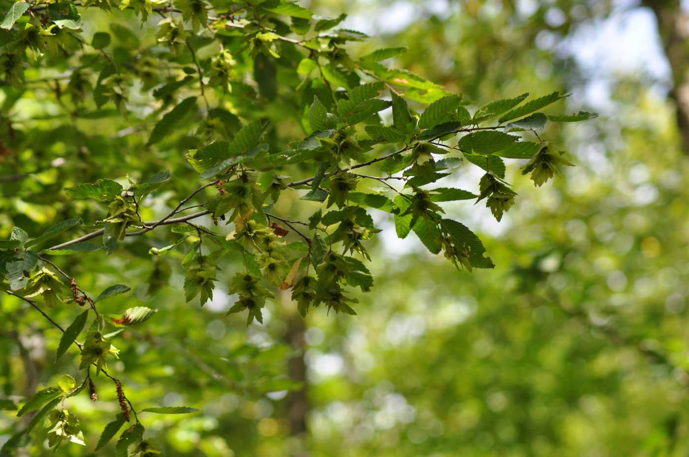 Image of Zelkova carpinifolia specimen.