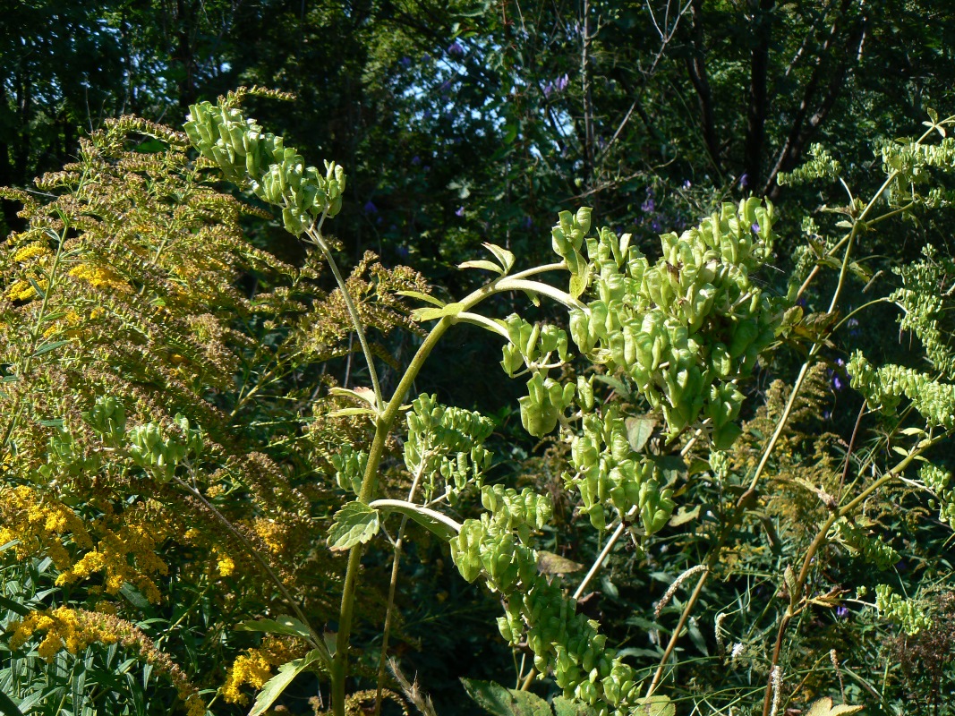 Image of Cimicifuga dahurica specimen.