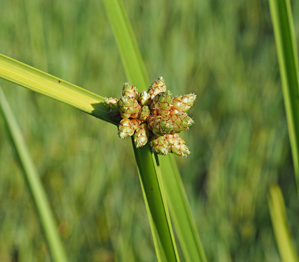 Изображение особи Schoenoplectiella mucronata.