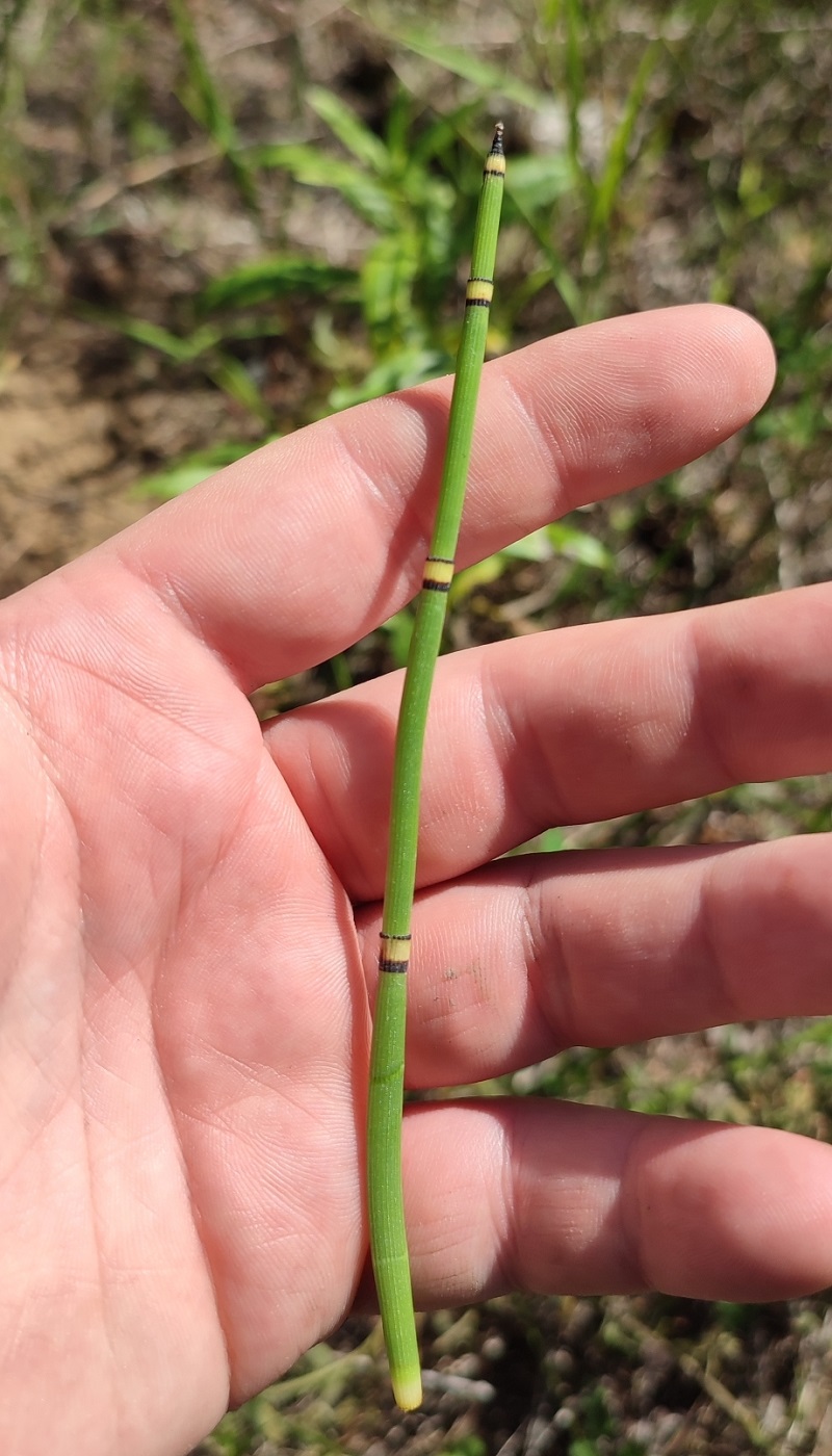 Изображение особи Equisetum hyemale.