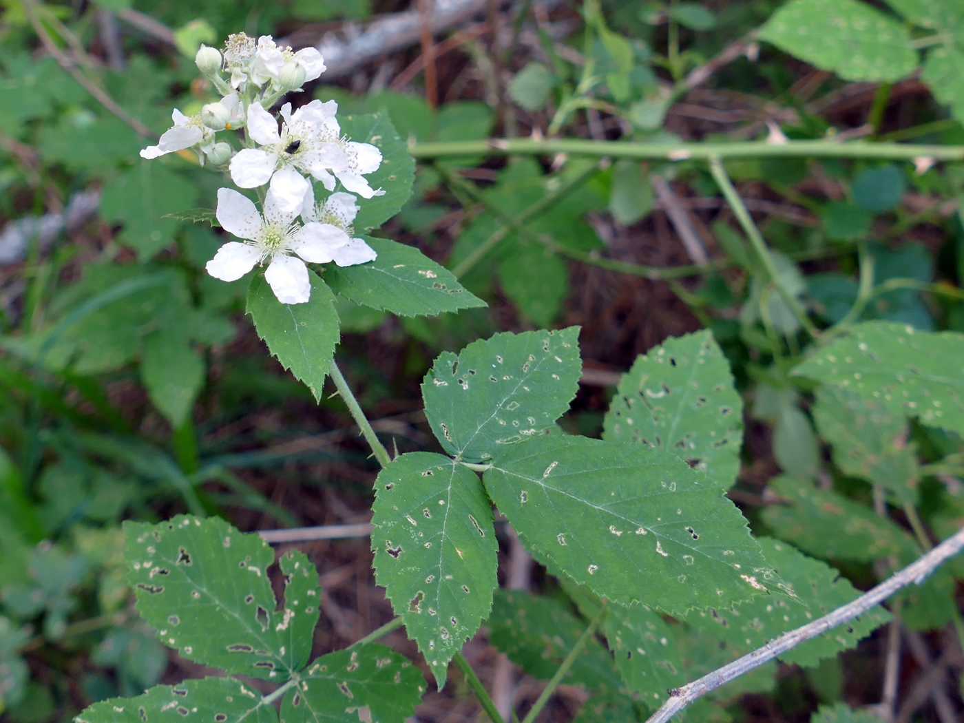 Изображение особи Rubus caesius.