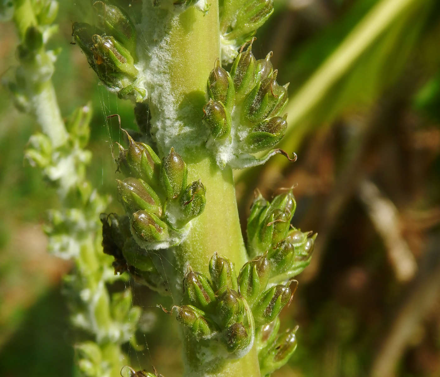 Изображение особи Verbascum eriorrhabdon.