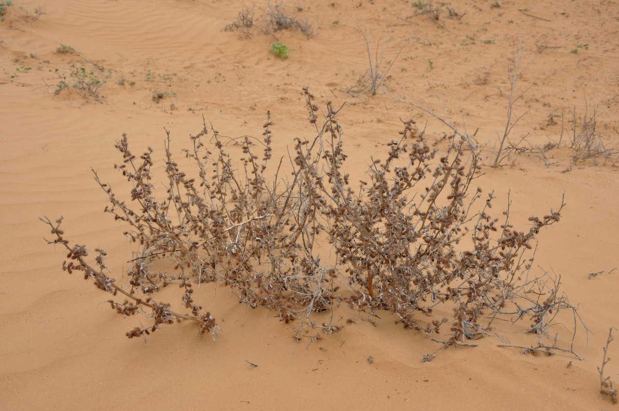 Изображение особи Xanthium spinosum.