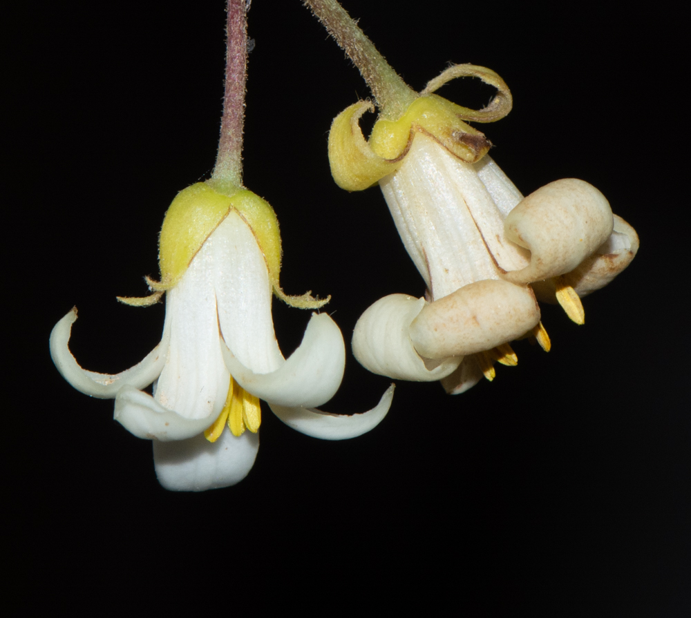 Image of Pittosporum undulatum specimen.