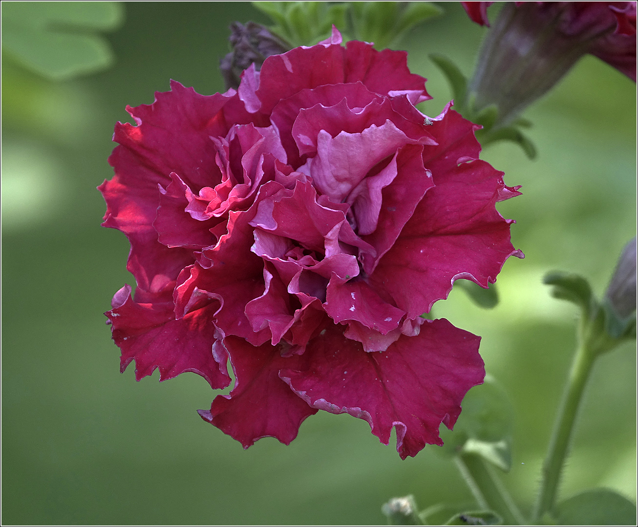 Image of Petunia &times; hybrida specimen.