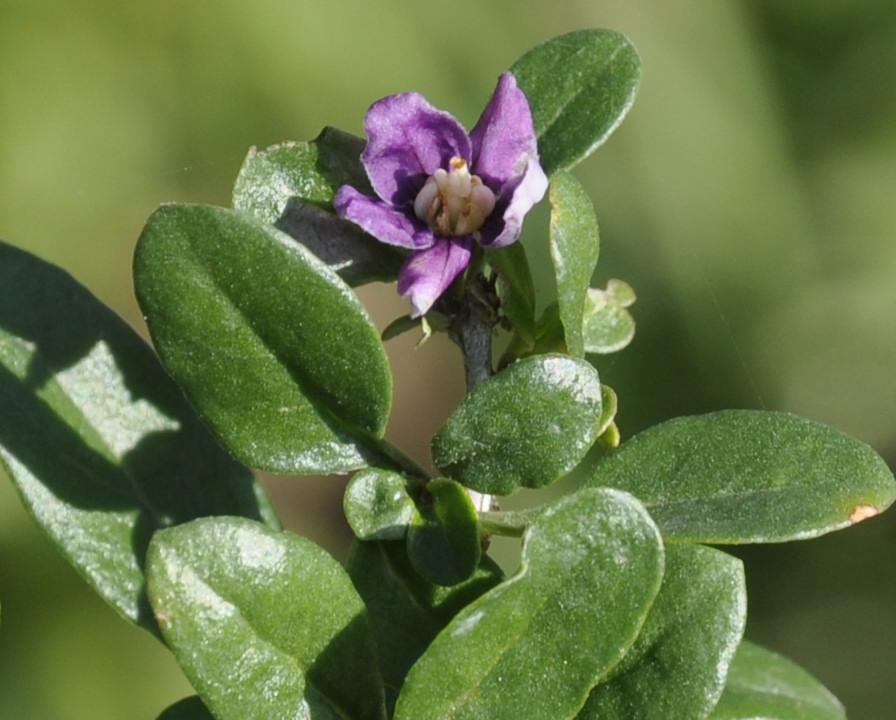 Image of genus Lycium specimen.