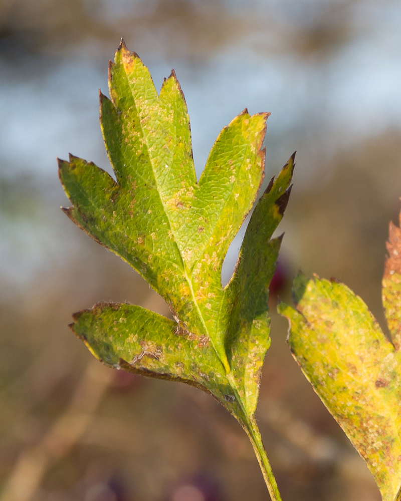 Изображение особи род Crataegus.