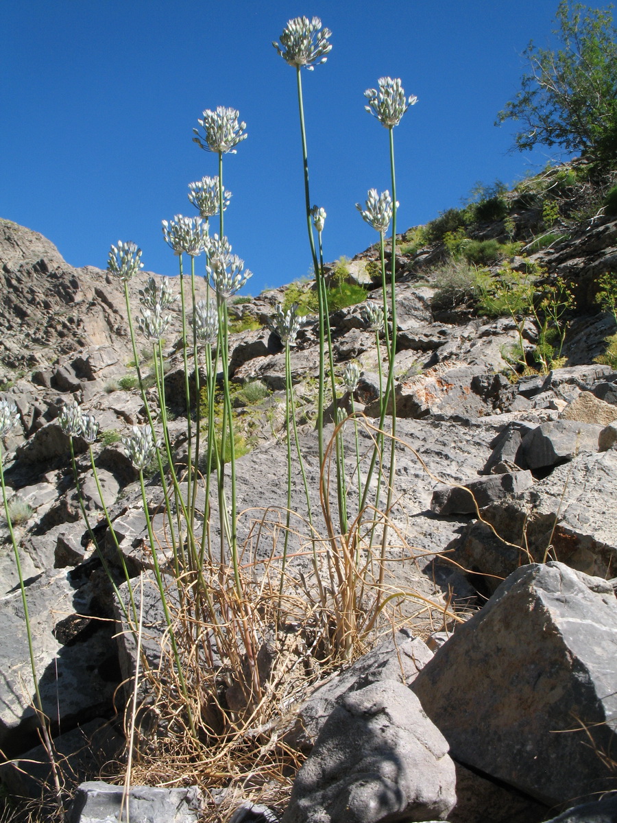 Image of Allium caesium specimen.