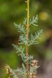 Myricaria squamosa