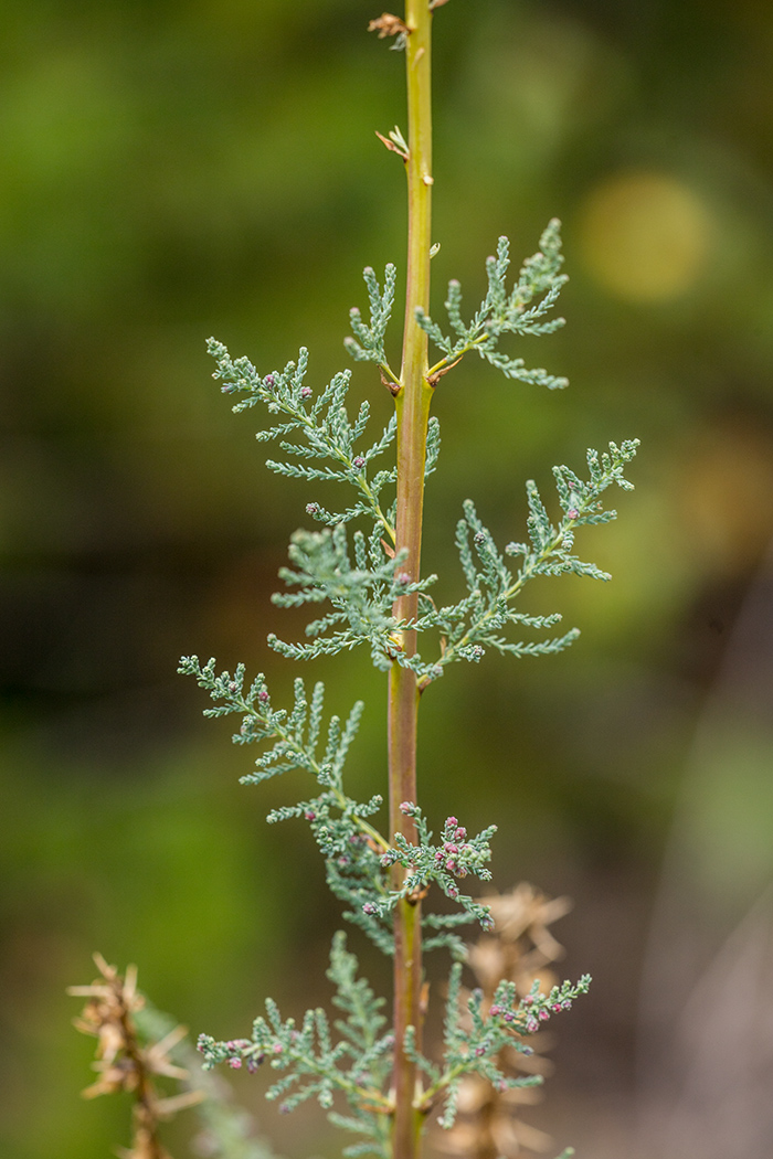 Image of Myricaria squamosa specimen.