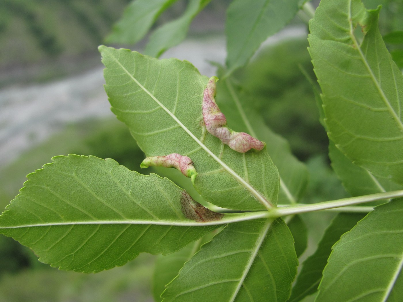 Image of Fraxinus excelsior specimen.