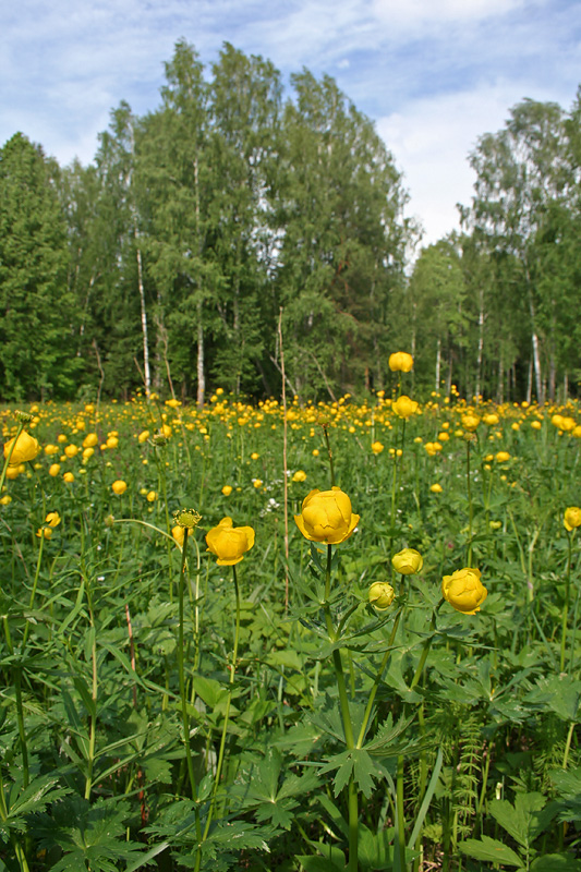 Изображение особи Trollius europaeus.