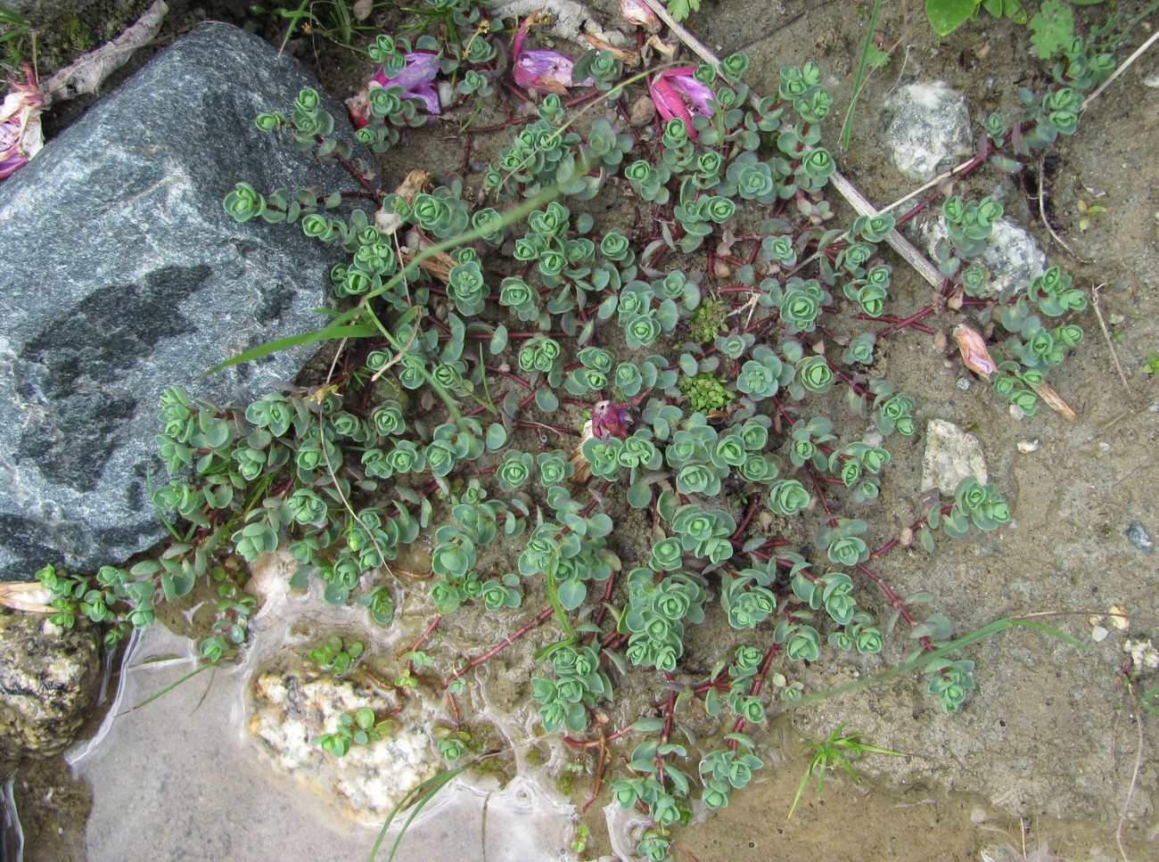 Image of Veronica glareosa specimen.