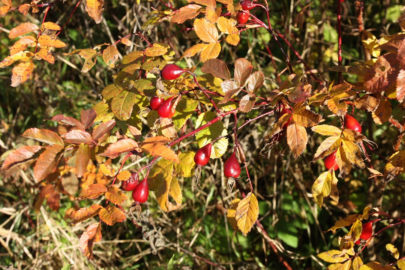 Image of Rosa glabrifolia specimen.