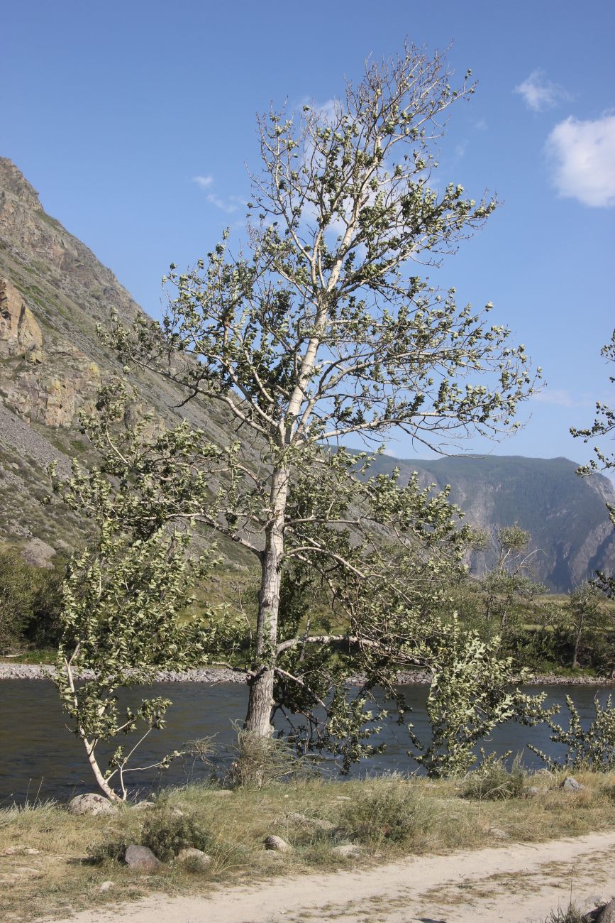Image of Populus laurifolia specimen.