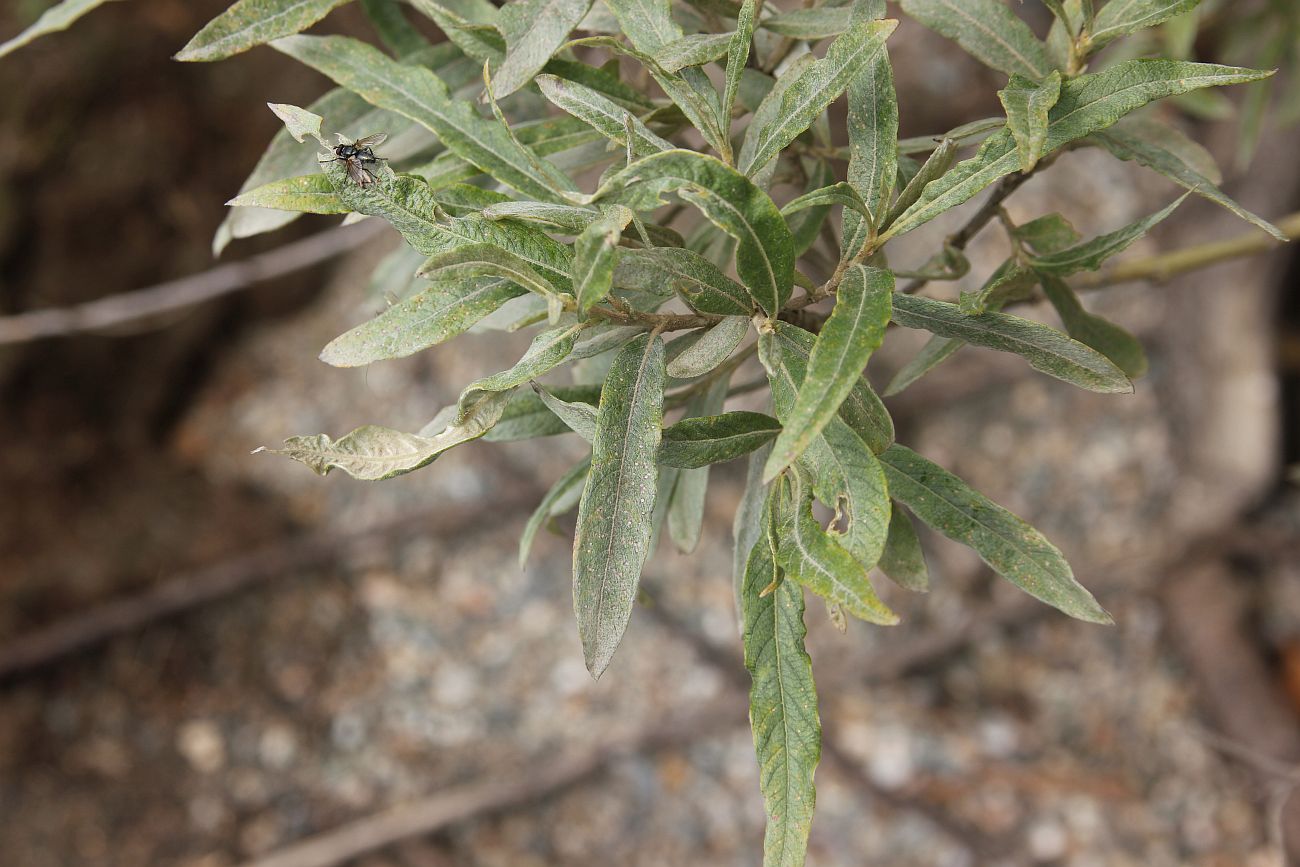 Image of Salix viminalis specimen.