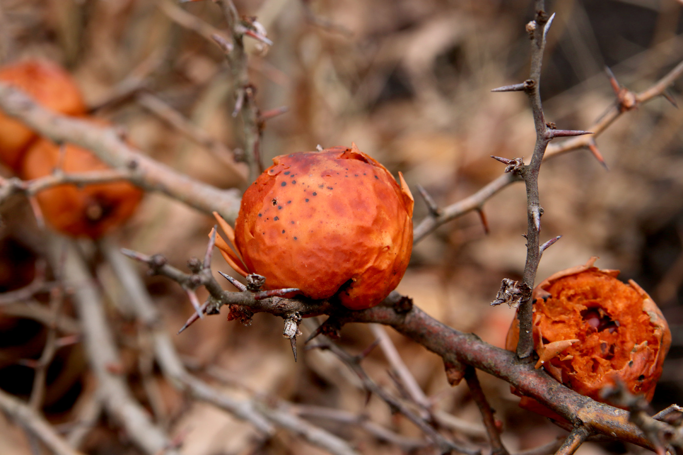 Image of Chaenomeles japonica specimen.