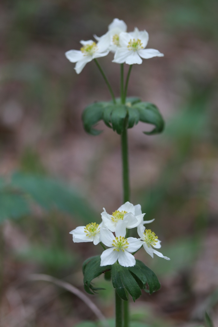 Image of Anemonastrum biarmiense specimen.