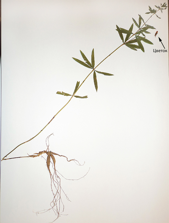 Image of Trifolium spryginii specimen.