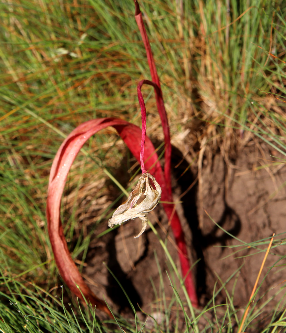 Изображение особи Tulipa saxatilis.