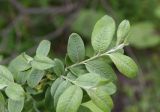 genus Salix. Ветвь. Республика Ингушетия, Джейрахский р-н, окр. башни Кашети, высота ок. 1780 м н.у.м., берег ручья. 18 июня 2022 г.