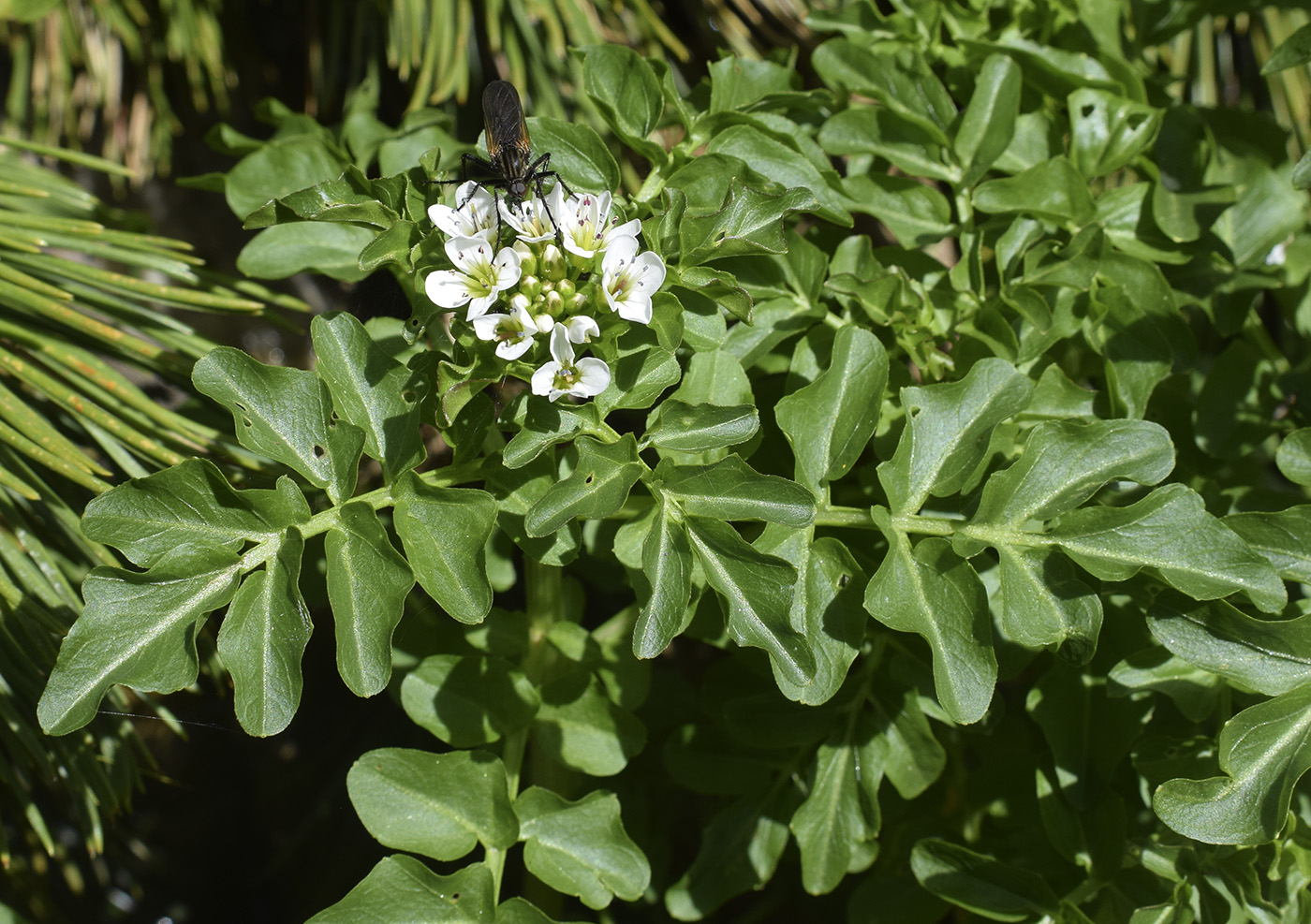 Image of Cardamine amara specimen.