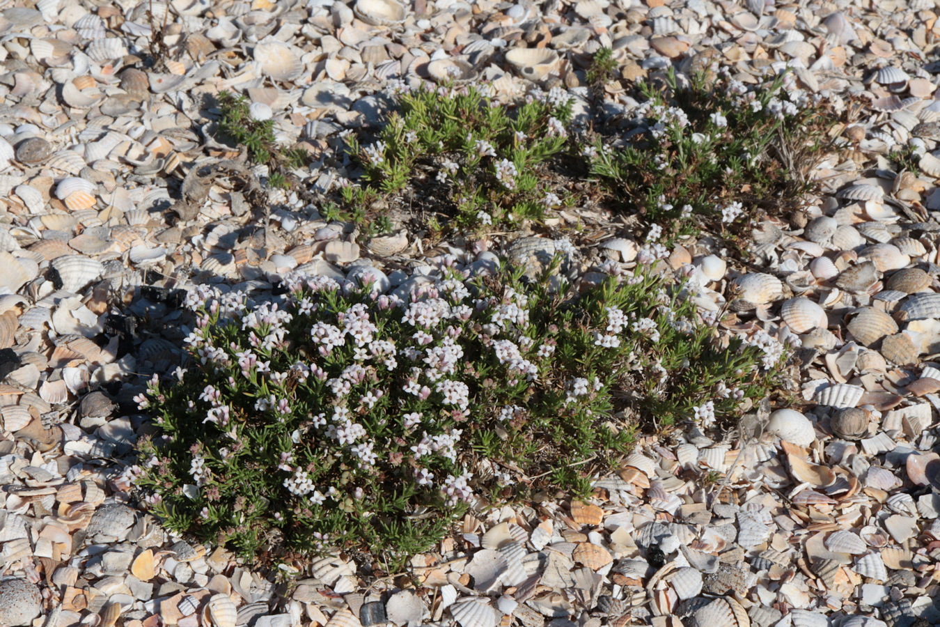 Image of Asperula cimmerica specimen.