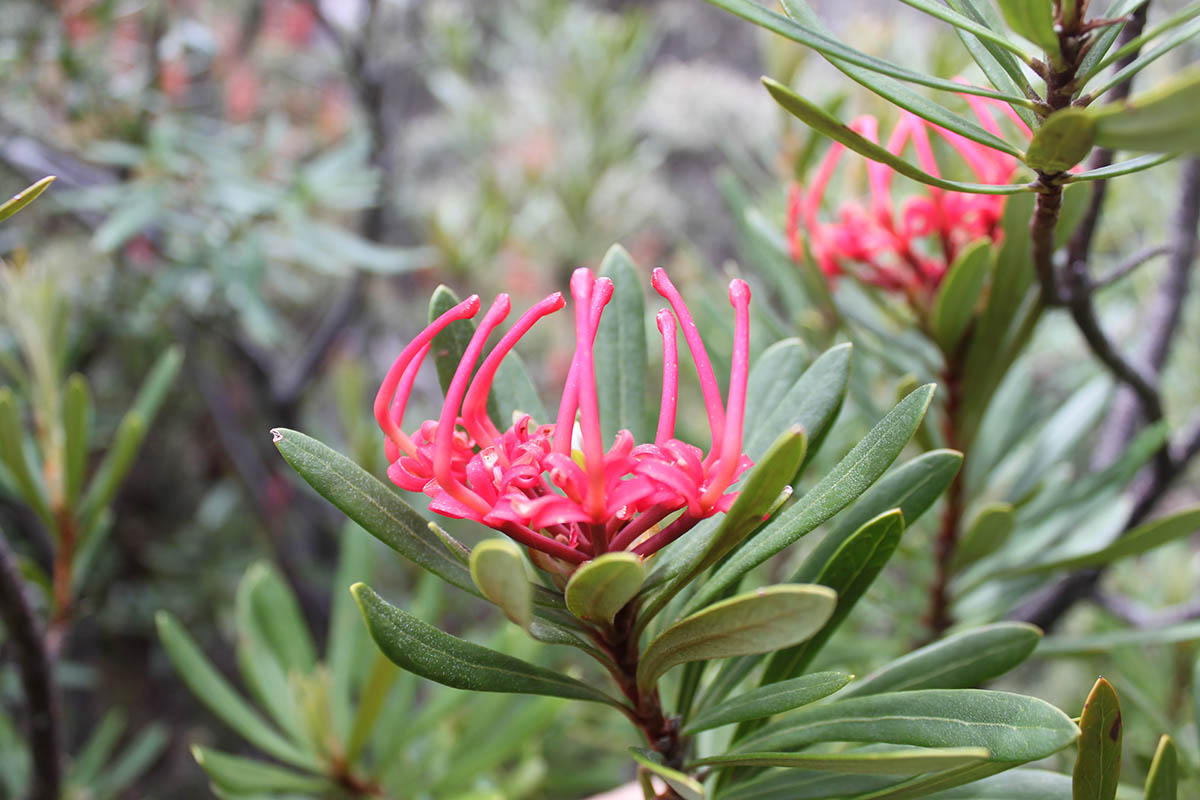 Image of Telopea truncata specimen.